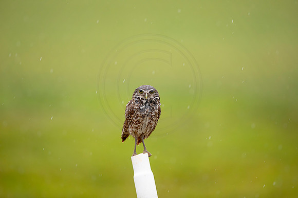 33 burrowing owl (6F3A9656) April 20, 2021