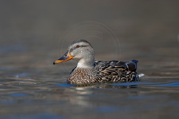 252 mallard (AF3A3791) March 13, 2021