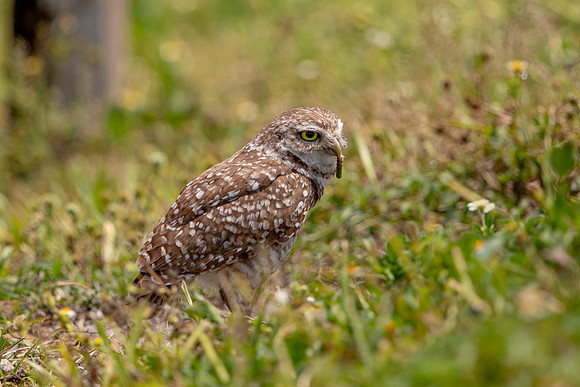 725 burrowing owl (6F3A1364) April 17, 2021