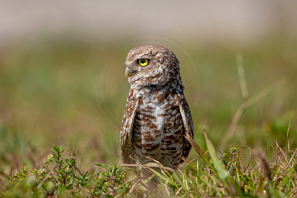 894 burrowing owl (6F3A2353) April 17, 2021