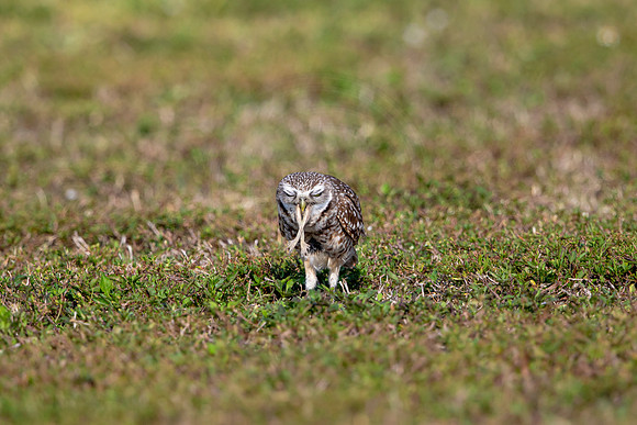 572 burrowing owl (6F3A0172) April 17, 2021