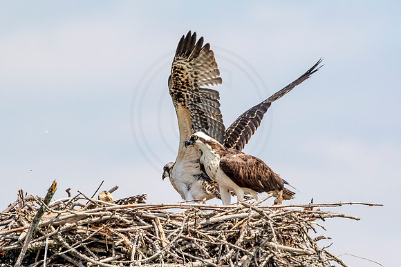 Osprey in Crown Point