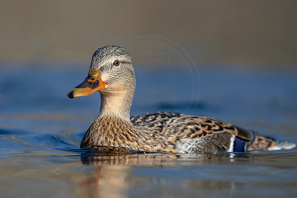 307 mallard (AF3A4631) March 20, 2021