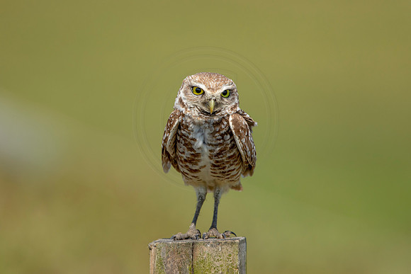 841 burrowing owl (6F3A2026) April 17, 2021