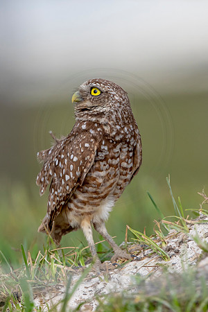 595 burrowing owl (6F3A0353) April 17, 2021