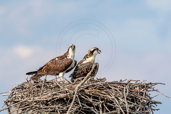 Osprey in Crown Point