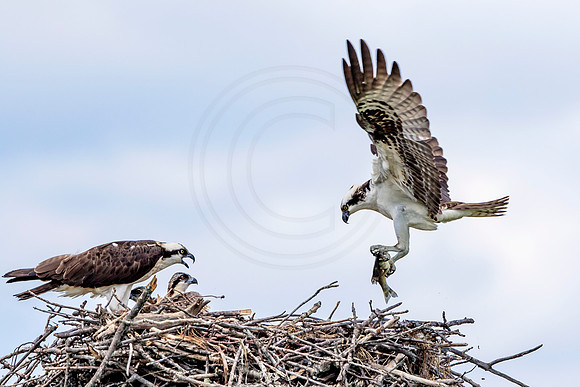 Osprey in Crown Point