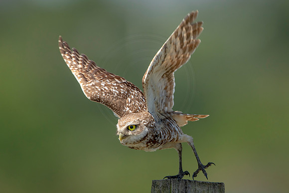 860 burrowing owl (6F3A2113) April 17, 2021