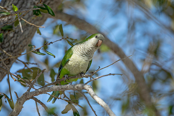 1234 monk parakeet (6F3A5801) April 18, 2021