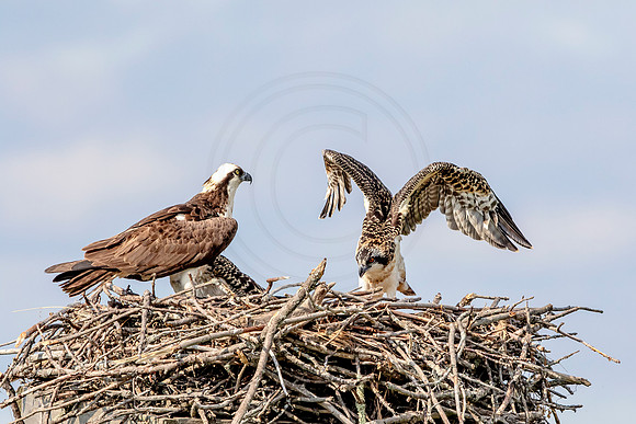 Osprey in Crown Point