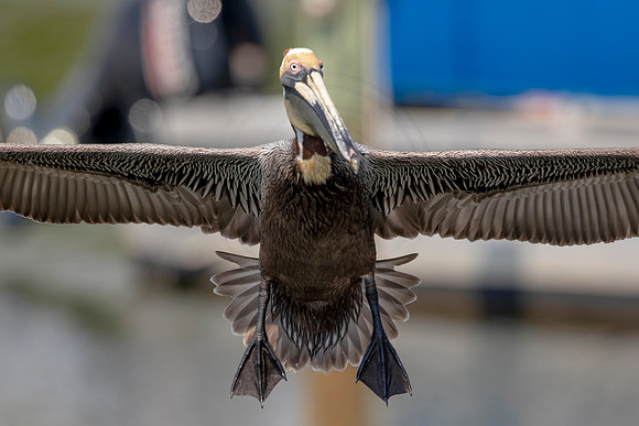 407 pelican (6F3A8618) April 15, 2021