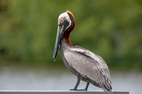 322 pelican (6F3A8170) April 15, 2021