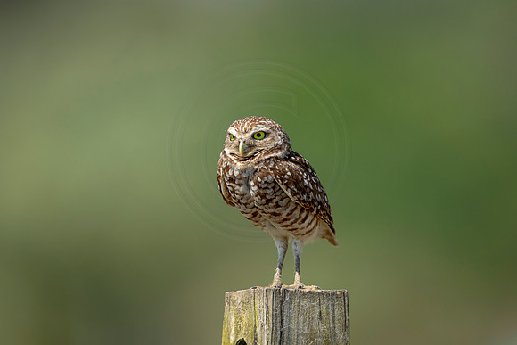 854 burrowing owl (6F3A2089) April 17, 2021
