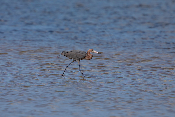 84 reddish egret (6F3A6074) April 15, 2021