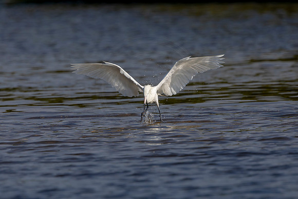 76 egret (6F3A5742) April 15, 2021