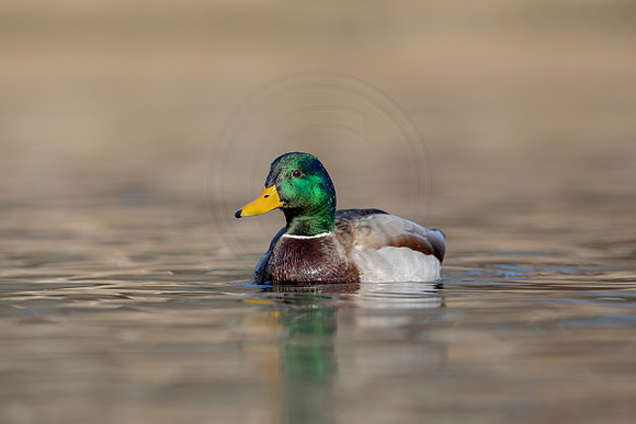 299 mallard (AF3A4605) March 20, 2021