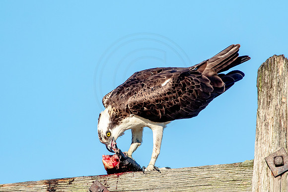 Osprey in Crown Point