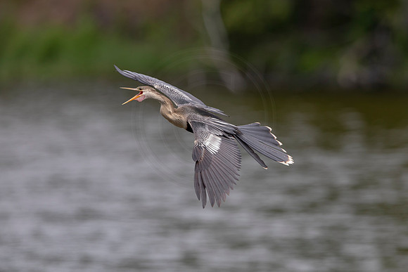 1162 anhinga (6F3A4710) April 18, 2021
