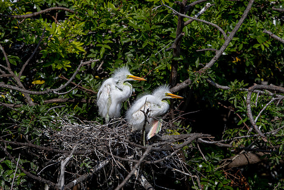 1106 egrets (6F3A4090) April 18, 2021