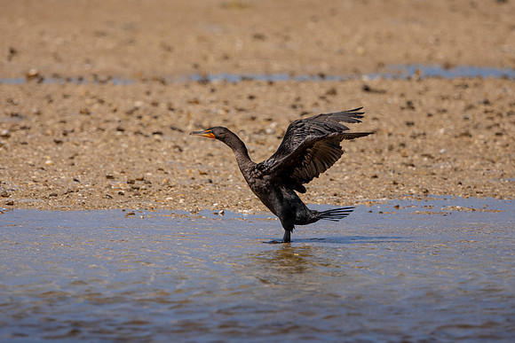 227 cormorant (6F3A7137) April 15, 2021
