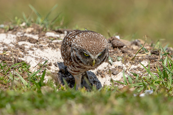 834 burrowing owl (6F3A1982) April 17, 2021