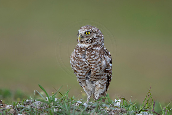 662 burrowing owl (6F3A0921) April 17, 2021