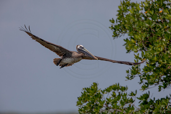 337 pelican (6F3A8275) April 15, 2021