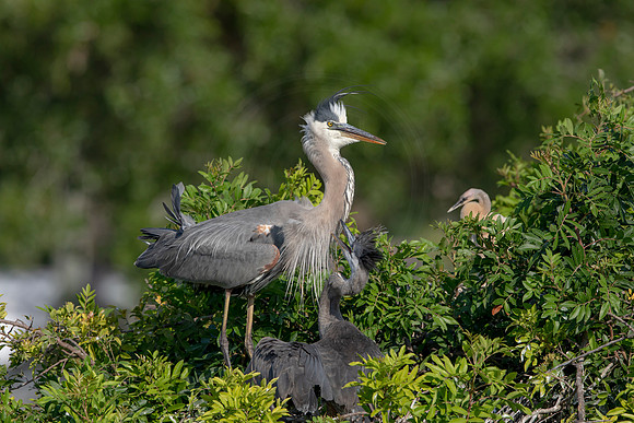 976 gbh (6F3A2955) April 18, 2021