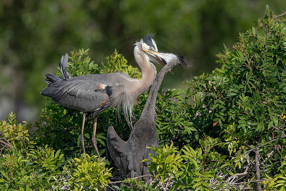 975 gbh (6F3A2951) April 18, 2021