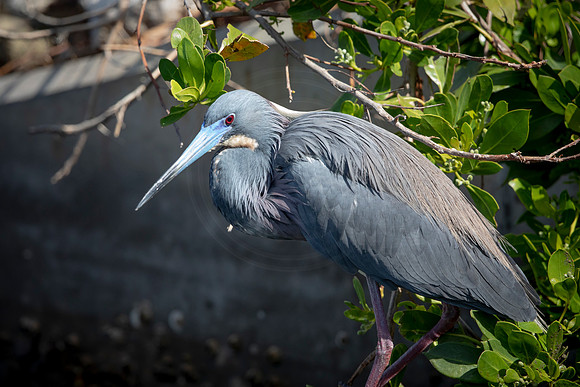 214 little blue heron (6F3A7002) April 15, 2021