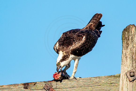 Osprey in Crown Point