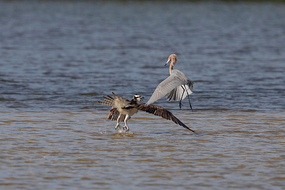 79 osprey and reddish egret (6F3A5978) April 15, 2021