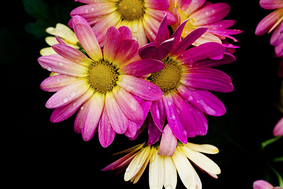Spring Flowers