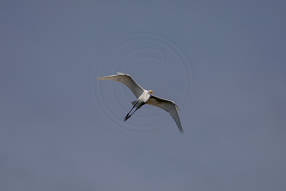 457 egret (6F3A8885) April 15, 2021