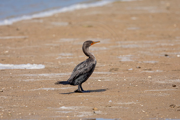 237 cormorant (6F3A7214) April 15, 2021