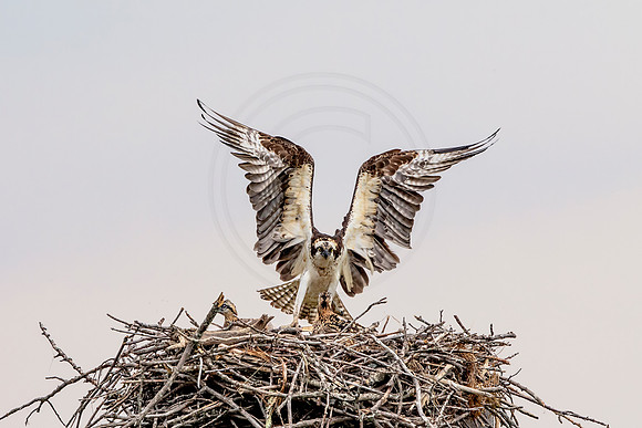 Osprey in Crown Point
