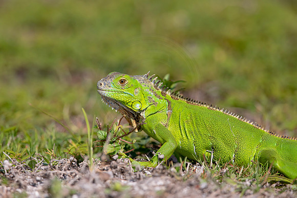 69 iguana (6F3A8968) April 15, 2021