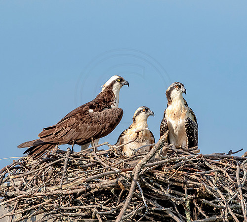 Osprey in Crown Point