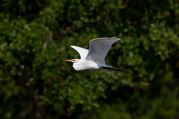 1109 egret (6F3A4106) April 18, 2021