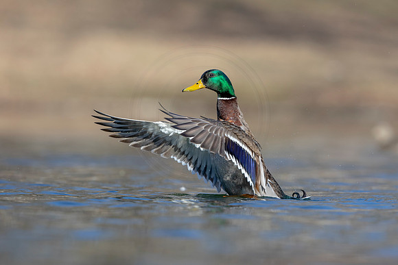 314 mallard (AF3A4705) March 20, 2021