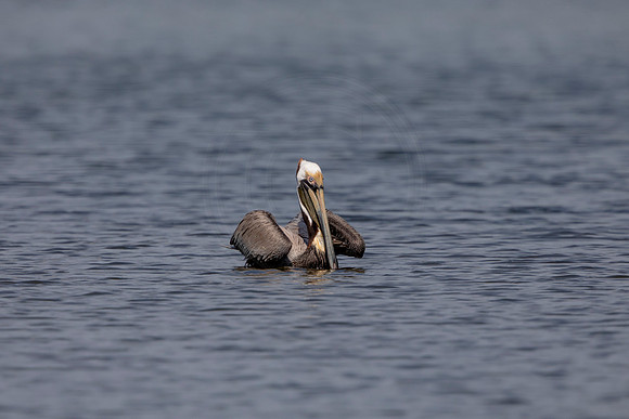 435 pelican (6F3A8777) April 15, 2021