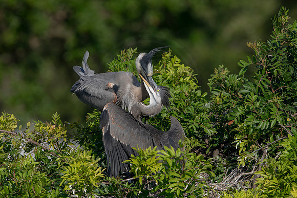 971 gbh (6F3A2921) April 18, 2021