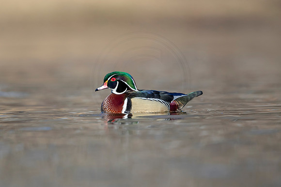 309 wood duck (AF3A4652) March 20, 2021