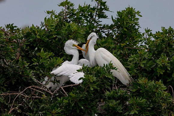 1165 egret (6F3A4768) April 18, 2021