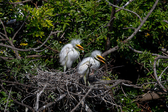 1101 egrets (6F3A4063) April 18, 2021