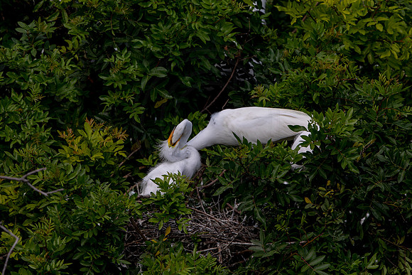 1115 egrets (6F3A4182) April 18, 2021