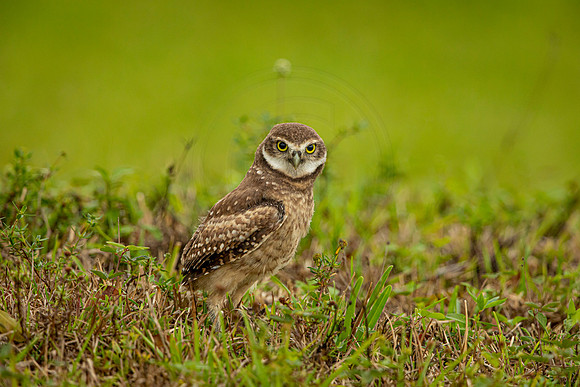 71 burrowing owl (6F3A2276) April 21, 2021