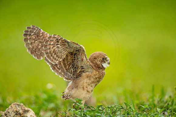 73 burrowing owl (6F3A2344) April 21, 2021