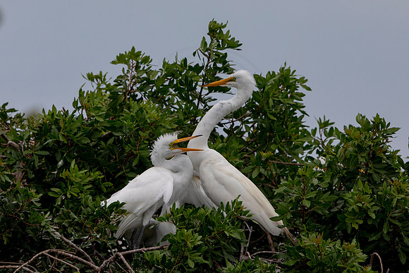 1166 egret (6F3A4786) April 18, 2021
