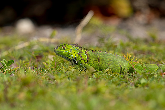 373 iguana (6F3A8402) April 15, 2021